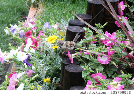 麻雀(麻雀)/花壇邊緣的麻雀 麻雀(麻雀)/花壇邊緣的麻雀 105799938