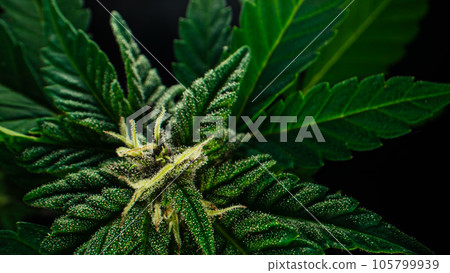 Extremely macro of cannabis hemp plant with trichomes. Cultivating marijuana. 105799939
