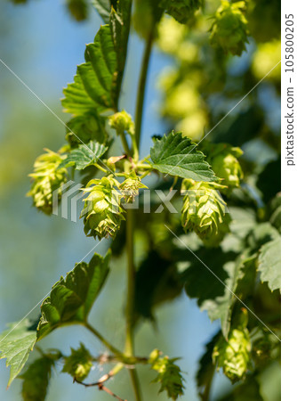 Cones of unripe young hops on a sunny day close-up 105800205