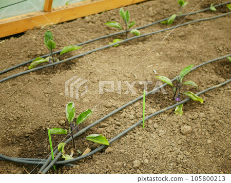Seedling eggplant bloom close-up planting Solanum melongena blossom aubergine growing flower grow violet brinjal bio vegetable plantation baigan farmer farming greenhouse folio farm plant Europe 105800213