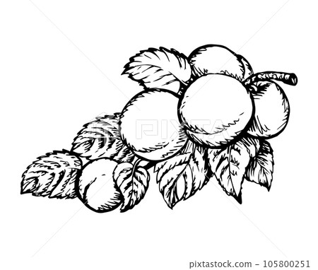 Branch with apricots. Vector drawing Branch with apricots. Vector drawing 105800251