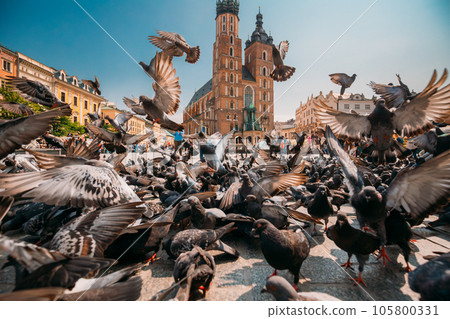 Krakow, Poland. Doves Birds Near St. Mary's Basilica. Pigeons Take-off Flying Near Church Of Our Lady Assumed Into Heaven. UNESCO World Heritage Site 105800331