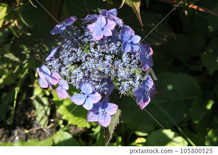 Hydrangea Hydrangea (Gaku Hydrangea) Hydrangea Hydrangea (Gaku Hydrangea) 105800525