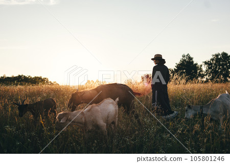 Young woman in the field is grazing her white goats. The girl and goats in the meadow in summer. Love for animals. Goat farm. Pets. Happy woman with animal. Kindness and love for animals. Kisses a pet Young woman in the field is grazing her white goats. The girl and goats in the meadow in summer. Love for animals. Goat farm. Pets. Happy woman with animal. Kindness and love for animals. Kisses a pet 105801246