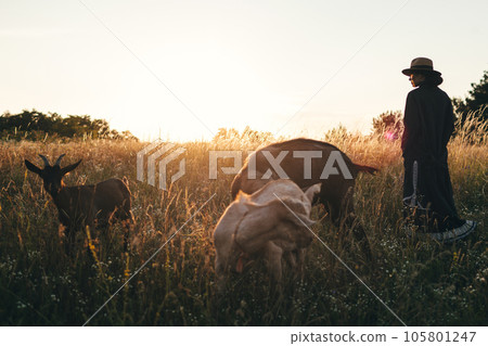 Young woman in the field is grazing her white goats. The girl and goats in the meadow in summer. Love for animals. Goat farm. Pets. Happy woman with animal. Kindness and love for animals. Kisses a pet Young woman in the field is grazing her white goats. The girl and goats in the meadow in summer. Love for animals. Goat farm. Pets. Happy woman with animal. Kindness and love for animals. Kisses a pet 105801247