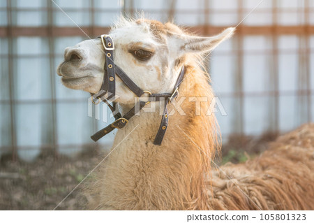 Llama with fluffy hair rests in halter in paddock in zoo Llama with fluffy hair rests in halter in paddock in zoo 105801323