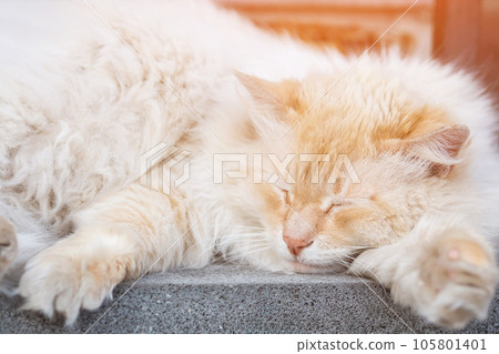 Fluffy cat with red color sleeps on stone staircase Fluffy cat with red color sleeps on stone staircase 105801401