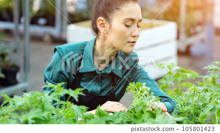 Florist examines quality of plants in flower department Florist examines quality of plants in flower department 105801423