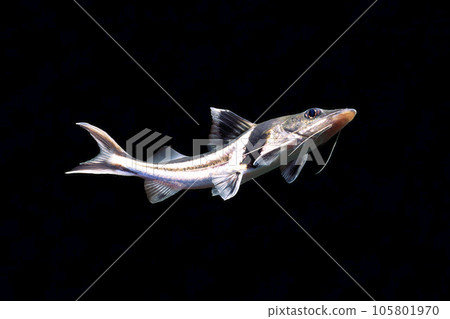 Spindlecat catfish friend black background 105801970