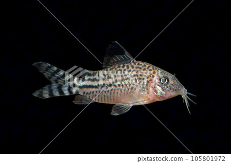 Corydoras New Peruvian Bondi Catfish Friends Black Back Corydoras New Peruvian Bondi Catfish Friends Black Back 105801972