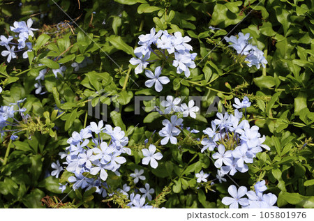 Blueberry Plumbaco Blueberry Plumbaco 105801976
