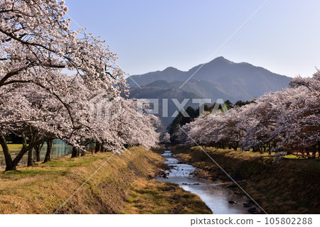 丹波倉町河堤沿岸的一排櫻花樹 丹波倉町河堤沿岸的一排櫻花樹 105802288