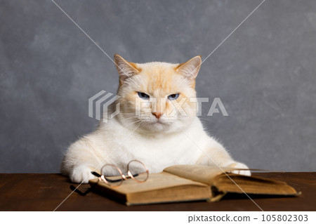 A big angry cat sits at a table, a book and glasses on the table, a gray background 105802303