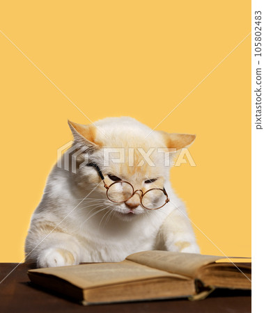 Ginger cat with glasses carefully reading a book, yellow background 105802483