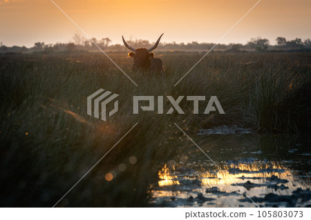 bulls in the Camargue area 105803073