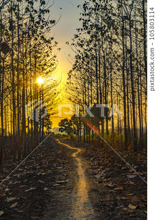 Sunset amid the dry trees during the dry season in Kemlagi Forest, Mojokerto, Indonesia 105803114