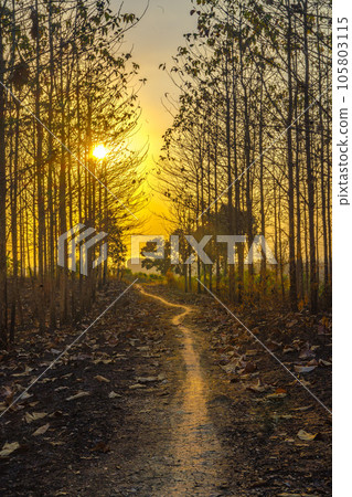 Sunset amid the dry trees during the dry season in Kemlagi Forest, Mojokerto, Indonesia 105803115