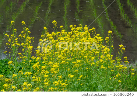 Rape blossoms in Sanaeda 105803240