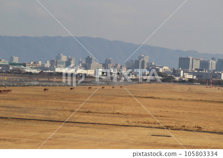 Landing plane Itami airport landing Landing plane Itami airport landing 105803334