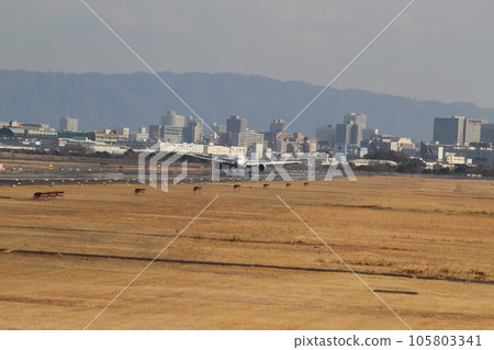 Landing plane Itami airport landing Landing plane Itami airport landing 105803341