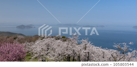 Shiudeyama的櫻花和山頂的景色（香川縣水豐市） 105803544