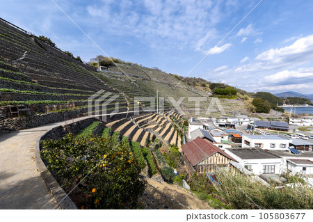 Udaiba of Yuuko Watergoura (Uwajima-shi, Ehime Prefecture) 105803677