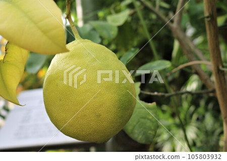 大檸檬 近江檸檬 大檸檬 近江檸檬 105803932