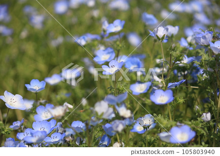東方百合的藍色花朵在春天的田野裡盛開。 東方百合的藍色花朵在春天的田野裡盛開。 105803940
