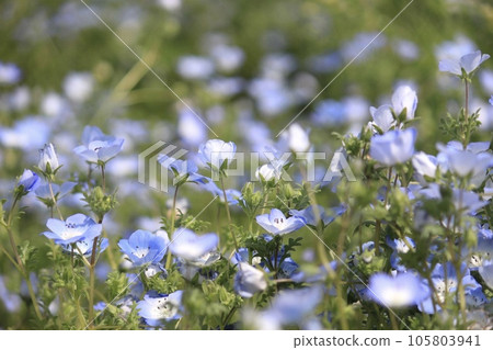 藍花Nemophila 藍花Nemophila 105803941