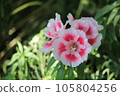 淡粉色杜鵑花 105804256