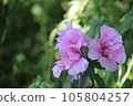 淡粉色杜鵑花 105804257