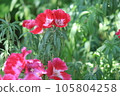 淡粉色杜鵑花 105804258