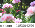 淡粉色杜鵑花 105804259