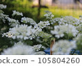 淡粉色杜鵑花 105804260