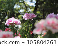 淡粉色杜鵑花 105804261