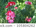 淡粉色杜鵑花 105804262