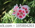 淡粉色杜鵑花 105804263