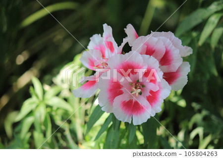 淡粉色杜鵑花 105804263