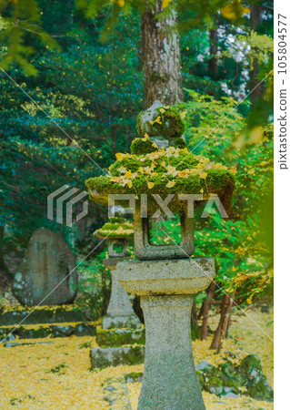 在京都市北區岩戶大千葉神社拍攝深秋的黃色銀杏 105804577
