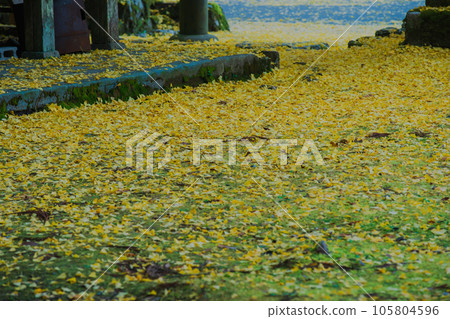 Photographing yellow ginkgo biloba in late autumn at Iwato Ochiba Shrine, Kita Ward, Kyoto City Photographing yellow ginkgo biloba in late autumn at Iwato Ochiba Shrine, Kita Ward, Kyoto City 105804596