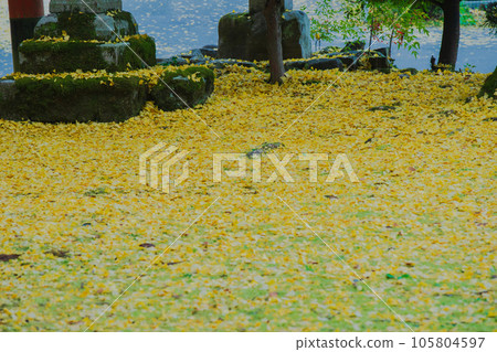 Photographing yellow ginkgo biloba in late autumn at Iwato Ochiba Shrine, Kita Ward, Kyoto City Photographing yellow ginkgo biloba in late autumn at Iwato Ochiba Shrine, Kita Ward, Kyoto City 105804597