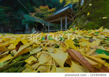 在京都市北區岩戶大千葉神社拍攝深秋的黃色銀杏 105804608