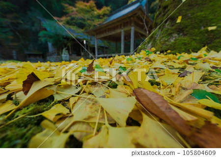 Photographing yellow ginkgo biloba in late autumn at Iwato Ochiba Shrine, Kita Ward, Kyoto City 105804609