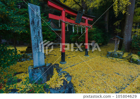 在京都市北區岩戶大千葉神社拍攝深秋的黃色銀杏 在京都市北區岩戶大千葉神社拍攝深秋的黃色銀杏 105804629