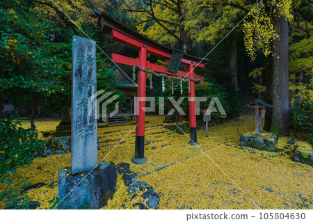 在京都市北區岩戶大千葉神社拍攝深秋的黃色銀杏 在京都市北區岩戶大千葉神社拍攝深秋的黃色銀杏 105804630