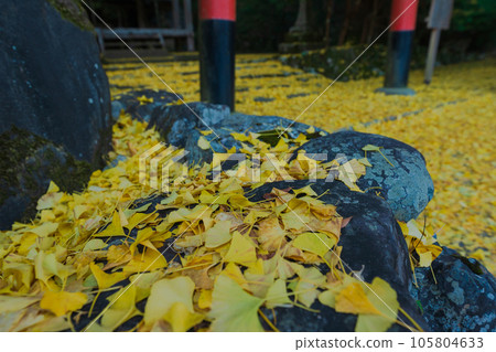 在京都市北區岩戶大千葉神社拍攝深秋的黃色銀杏 105804633