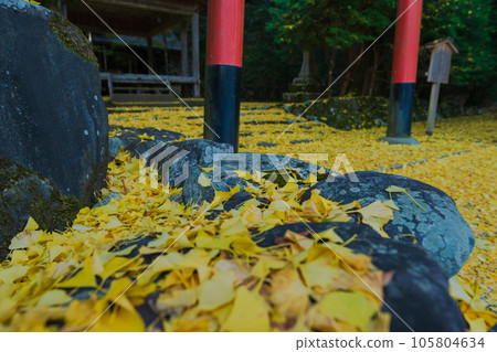 在京都市北區岩戶大千葉神社拍攝深秋的黃色銀杏 105804634