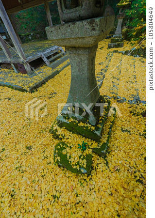 Photographing yellow ginkgo biloba in late autumn at Iwato Ochiba Shrine, Kita Ward, Kyoto City Photographing yellow ginkgo biloba in late autumn at Iwato Ochiba Shrine, Kita Ward, Kyoto City 105804649