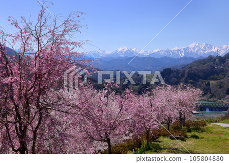Sansui, Shinpuke-cho, Nagano City, Nagano Prefecture Somei-Yoshino cherry trees, weeping cherry trees, double cherry trees and the Northern Alps on the precincts of Niozan Choshoji Temple, a famous cherry blossom spot 105804880