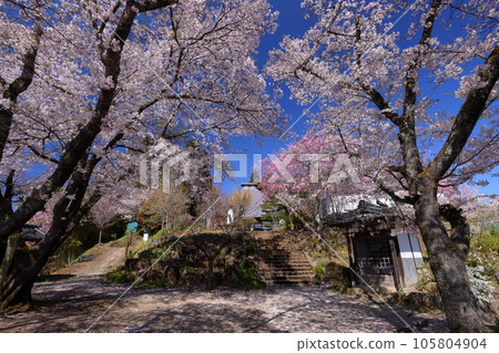 Sansui, Shinpuke-cho, Nagano City, Nagano Prefecture Someiyoshino and benishidare cherry blossoms that fill the precincts of Choshoji Temple on Mt. Nio, a famous spot for cherry blossoms 105804904